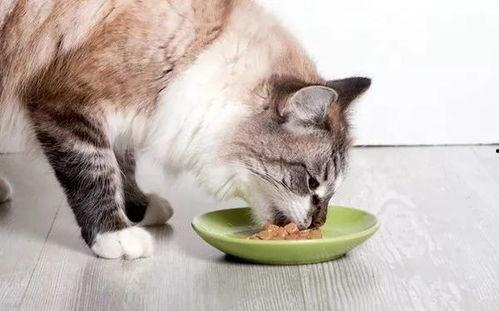 娱乐圈吃瓜猫咪是谁,揭秘网络红人的幕后故事