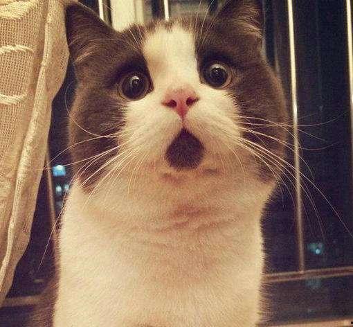 吃瓜娱乐酱社恐猫,揭秘社交恐惧的萌宠——社恐猫的日常生活