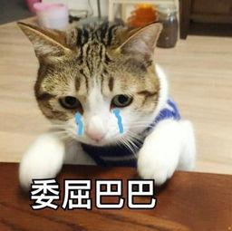 吃瓜娱乐酱社恐猫,揭秘社交恐惧的萌宠——社恐猫的日常生活