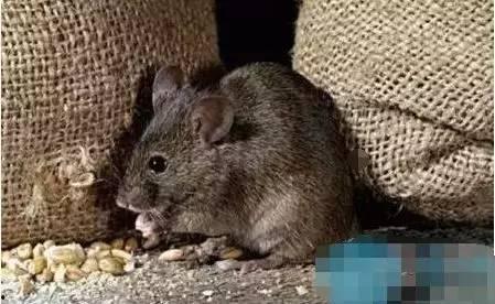 娱乐吃瓜酱灭鼠,揭秘灭鼠背后的趣味故事