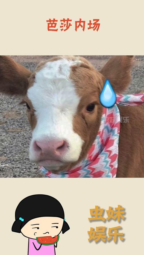 娱乐吃瓜酱养宠物