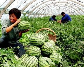 娱乐坊1吃瓜一线,吃瓜一线，揭秘娱乐圈最新热点事件