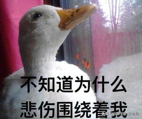 娱乐吃瓜鸭男人品种,吃瓜鸭视角下的男人品种大揭秘